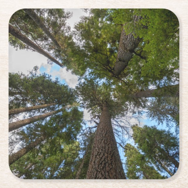 Posavasos Cuadrado De Papel Tapa de árbol Douglas Fir (Anverso)