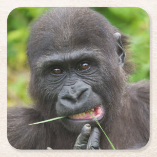 Posavasos Cuadrado De Papel Tentabilidad del gorila del bebé