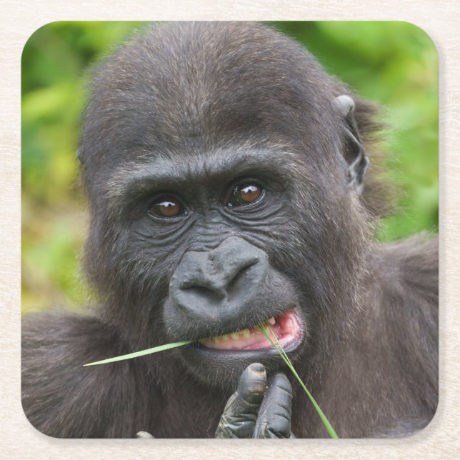 Posavasos Cuadrado De Papel Tentabilidad del gorila del bebé (Anverso)