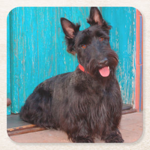Posavasos Cuadrado De Papel Terrier escocés sentado junto a una puerta colorid