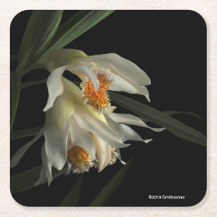 Posavasos Cuadrado De Papel Thunia Marshalliana