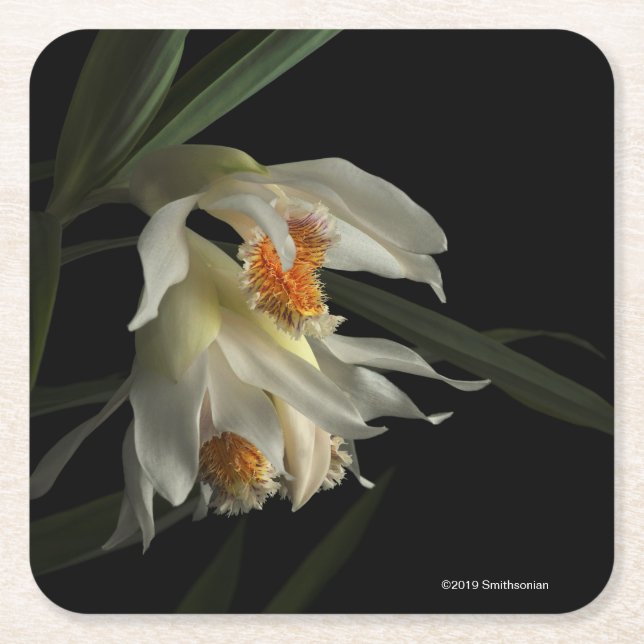 Posavasos Cuadrado De Papel Thunia Marshalliana (Anverso)