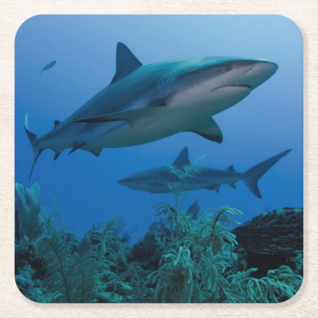 Posavasos Cuadrado De Papel Tiburón arrecife caribeño Jardines de la Reina (Anverso)