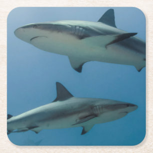 Posavasos Cuadrado De Papel Tiburón de arrecife del Caribe