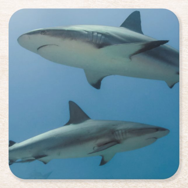Posavasos Cuadrado De Papel Tiburón del Caribe del filón (Anverso)