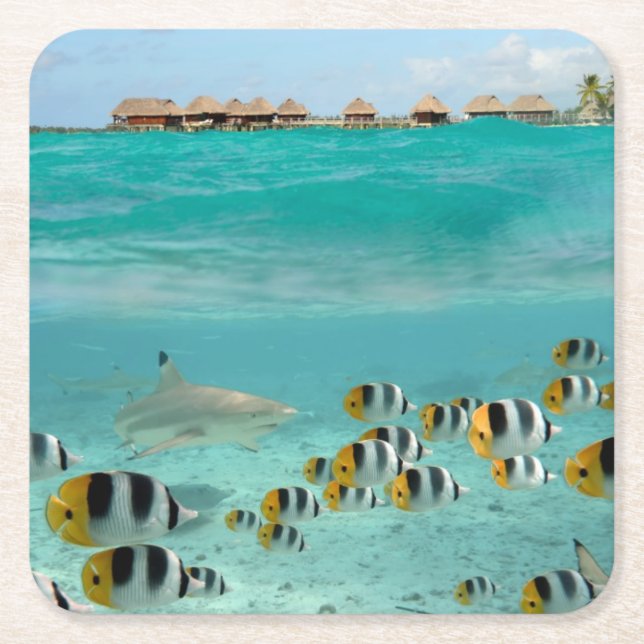 Posavasos Cuadrado De Papel Tiburón que persigue pescados en el práctico de (Anverso)