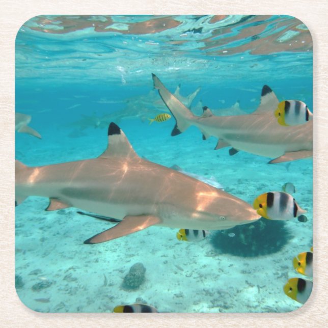 Posavasos Cuadrado De Papel Tiburones en el práctico de costa de la laguna de (Anverso)