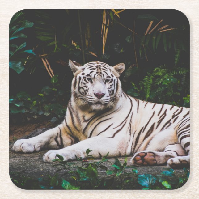 Posavasos Cuadrado De Papel Tigre (Anverso)