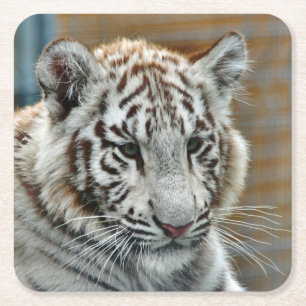 Posavasos Cuadrado De Papel Tigre20151001