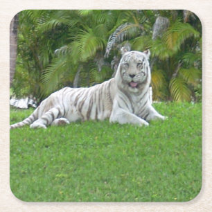 Posavasos Cuadrado De Papel Tigre Blanco Descansando en la Luz del Prado Verde