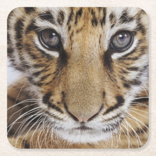 Posavasos Cuadrado De Papel Tigre Cub