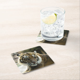 Posavasos Cuadrado De Papel Tigre de Bengala