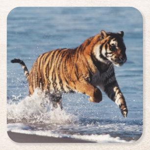 Posavasos Cuadrado De Papel Tigre de Bengala (Panthera Tigris)