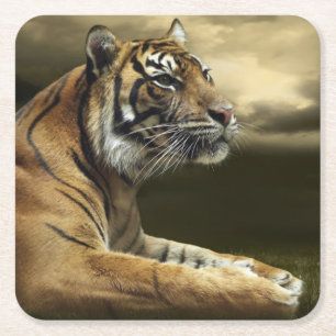 Posavasos Cuadrado De Papel Tigre que mira y que se sienta debajo del cielo