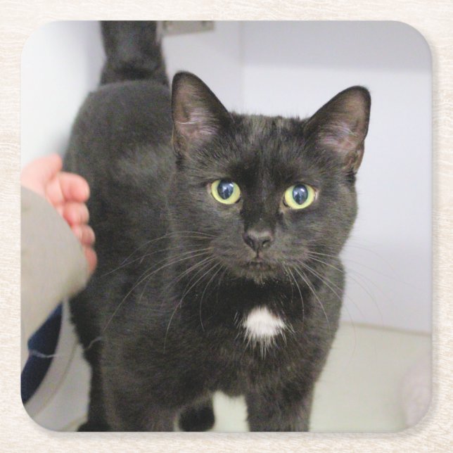 Posavasos Cuadrado De Papel Toallas de gato (Anverso)