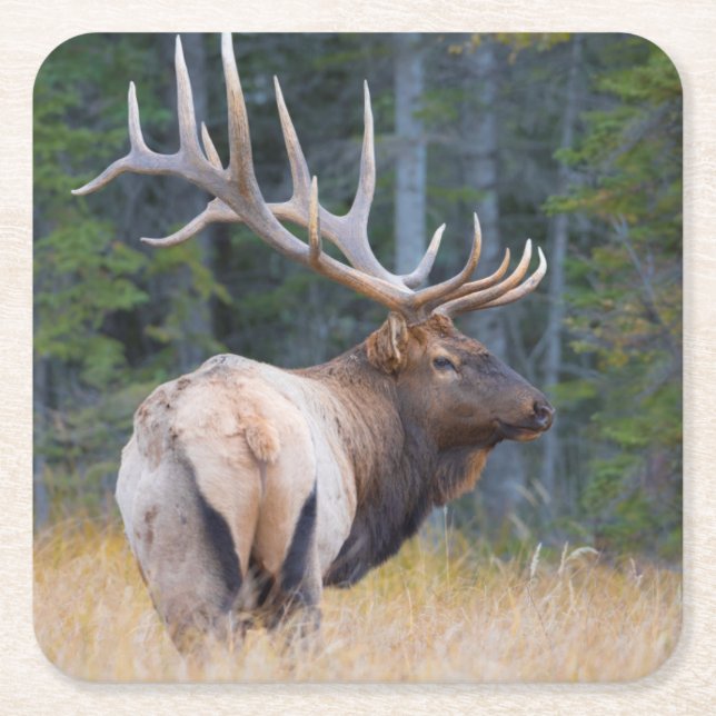 Posavasos Cuadrado De Papel Toro Rocky Mountain Elk (Anverso)