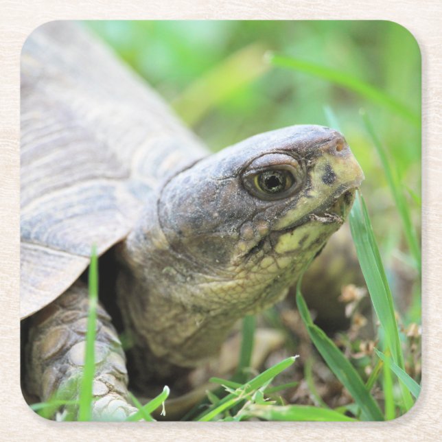 Posavasos Cuadrado De Papel Tortuga (Anverso)