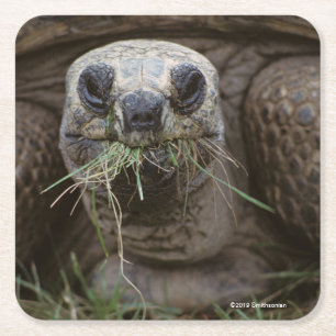 Posavasos Cuadrado De Papel Tortuga de Aldabra que pasta