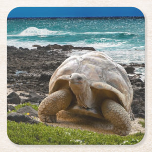 Posavasos Cuadrado De Papel Tortuga grande en el borde del mar