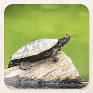 Posavasos Cuadrado De Papel Tortuga pintada en un tronco