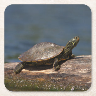 Posavasos Cuadrado De Papel Tortuga pintada en un tronco