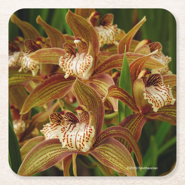 Posavasos Cuadrado De Papel Tracyanum del Cymbidium (Anverso)