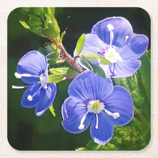 Posavasos Cuadrado De Papel Tres flores azules (Anverso)