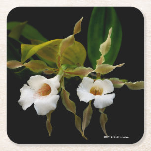 Posavasos Cuadrado De Papel Trichopilia Tortilis