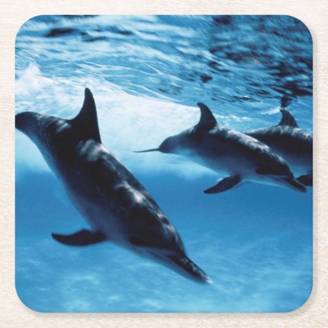 Posavasos Cuadrado De Papel Trío de delfines (Anverso)