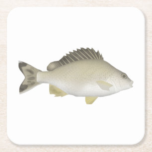 Posavasos Cuadrado De Papel Trumpeter de cola amarilla