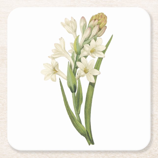 Posavasos Cuadrado De Papel tuberosa (Tuberosa sp.) de Redouté (Anverso)