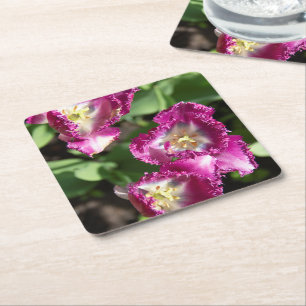 Posavasos Cuadrado De Papel Tulipanes morados en el jardín