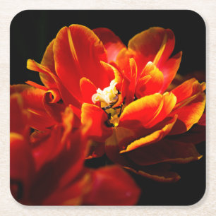 Posavasos Cuadrado De Papel Tulipanes rojos fondo oscuro