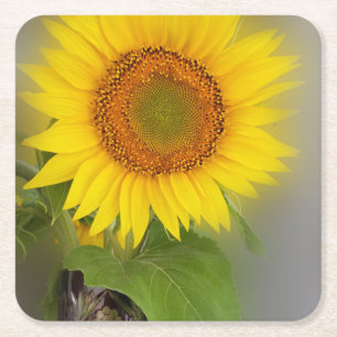 Posavasos Cuadrado De Papel un girasol brillante