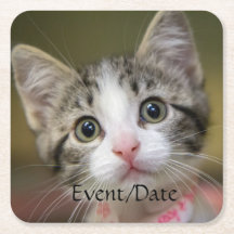 Un lindo gatito con ojos verdes