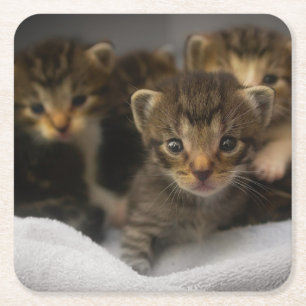 Posavasos Cuadrado De Papel Un litro de gatitos adorables