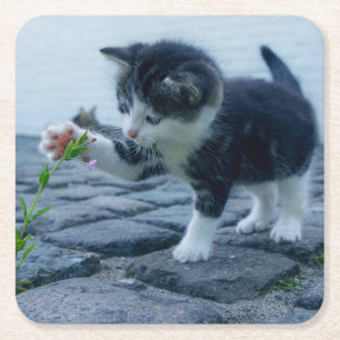 Posavasos Cuadrado De Papel Un pequeño gatito lindo jugando con una flor
