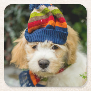Posavasos Cuadrado De Papel Un perrito dulce de Cavachon en un gorra y una