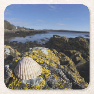 Posavasos Cuadrado De Papel Un Seashell se sienta en una roca el   Dumfries,