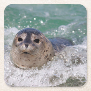 Posavasos Cuadrado De Papel Una cría de foca haciendo surf