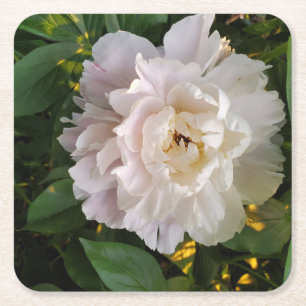 Posavasos Cuadrado De Papel Una delicada peonía blanca