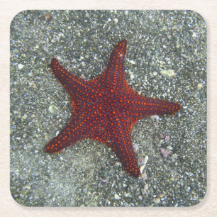Posavasos Cuadrado De Papel Una estrella de mar roja el las Islas Galápagos