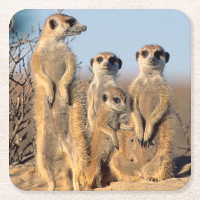 Posavasos Cuadrado De Papel Una familia Suricate soltando en su cueva (Anverso)
