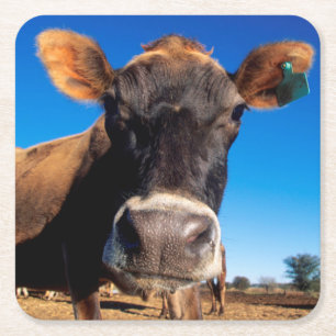 Posavasos Cuadrado De Papel Una vaca Jersey siendo curiosa