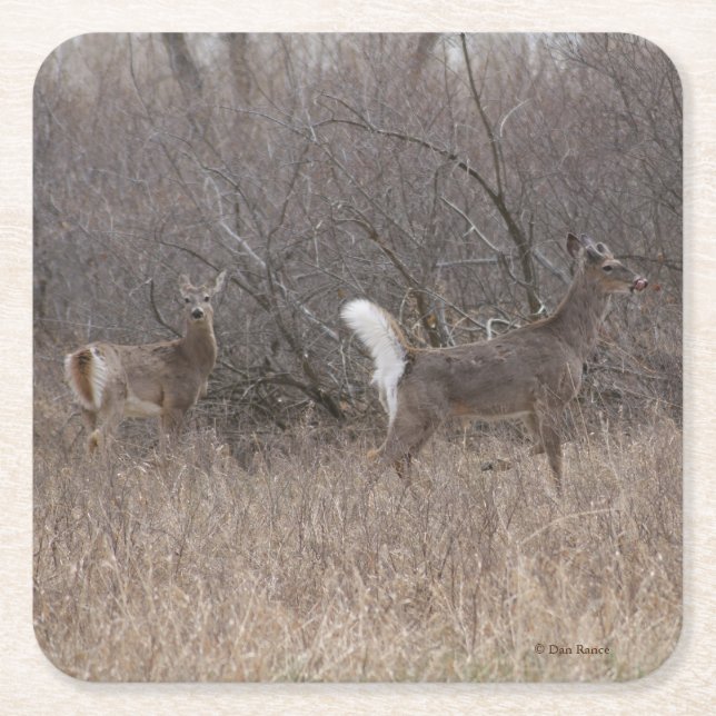 Posavasos Cuadrado De Papel Venado de cola blanca D1 en el pincel (Anverso)