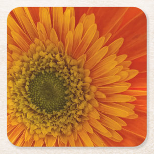 Posavasos Cuadrado De Papel Vibrante Naranja Gerbera Daisy