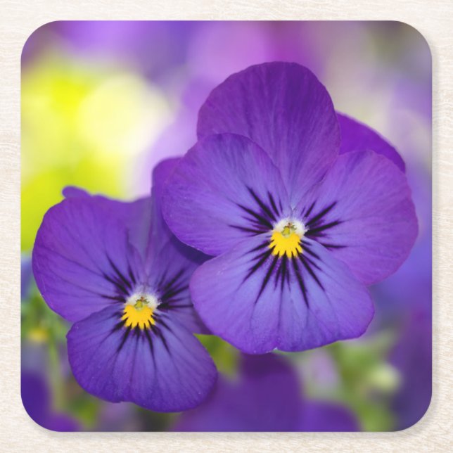Posavasos Cuadrado De Papel Violas púrpuras (Anverso)