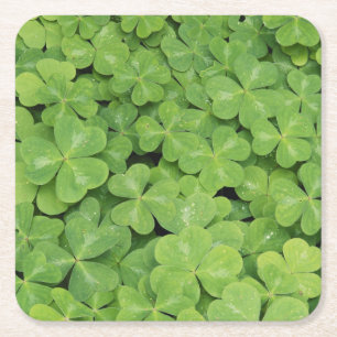 Posavasos Cuadrado De Papel Vista de Oxalis Oregana follaje de trébol de mader
