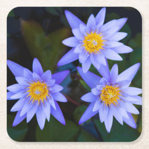 Posavasos Cuadrado De Papel Vista de primer plano de la hermosa Flor morada de