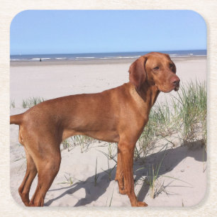 Posavasos Cuadrado De Papel vizsla lleno